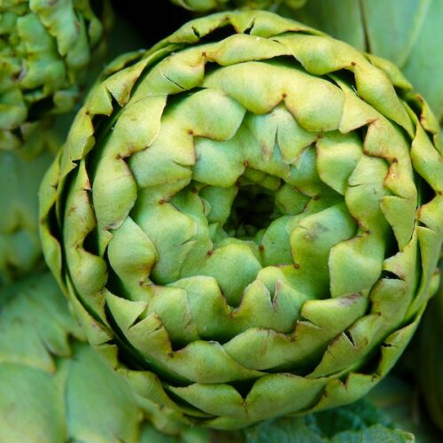 Artichoke